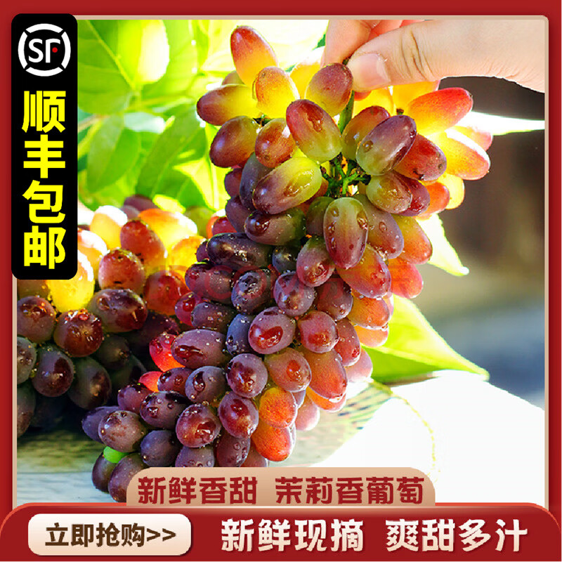 顺丰 茉莉香葡萄玫瑰百果春香提子郁金香夏音无籽现摘
