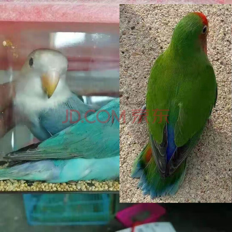 黄桃牡丹鹦鹉活鸟手养亲人云班鹦鹉小鸟观赏幼鸟粮红嘴绿身鹦鹉蓝鹦鹉