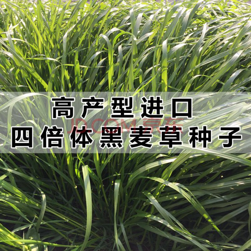 黑麦草种子 南方北方多年生冬牧70黑牧草养羊鱼鸡高产籽 硕雅园艺