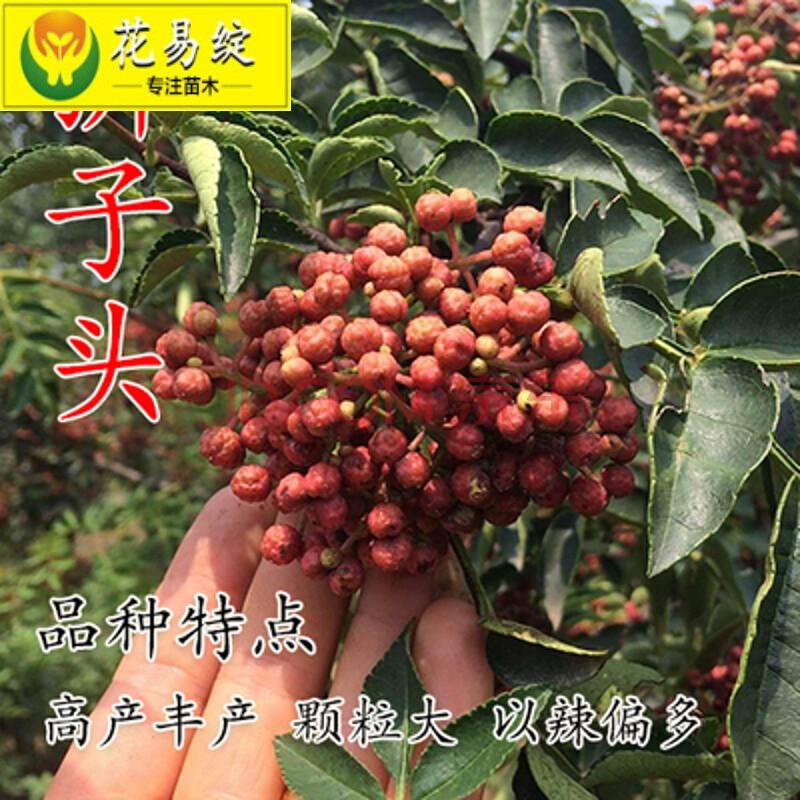 花椒树苗嫁接大红袍花椒苗麻椒苗盆栽地栽南北方种植当年结果 狮子头