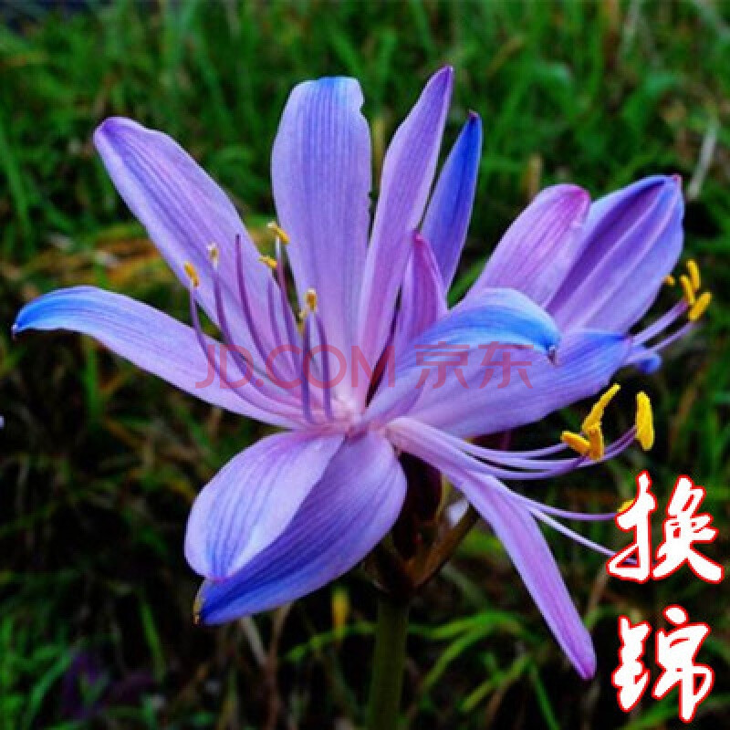 四季花卉绿植盆栽彼岸花种子曼珠沙华 彼岸花种球 石蒜 室内阳台 换锦