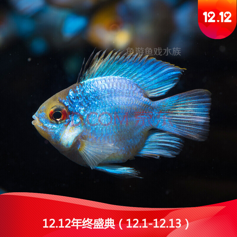 鱼游鱼戏金波子凤凰球阿凡达迷你宝蓝迷你白金小型观赏鱼活体热带鱼