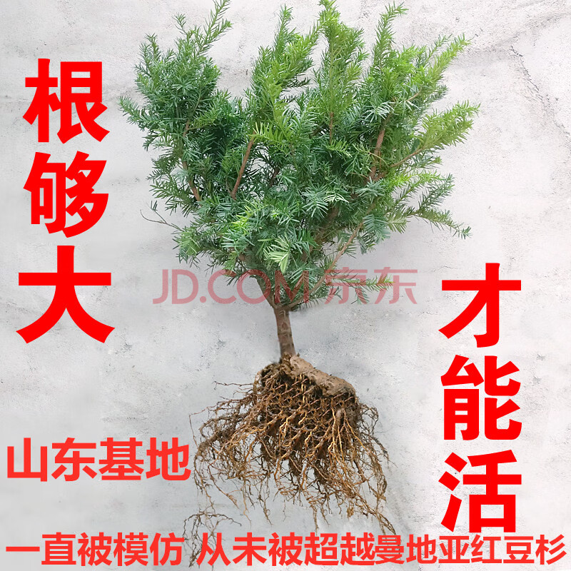 红豆杉盆景曼地亚红豆杉树苗正宗盆栽植物室内绿植结果地栽 红豆杉3年