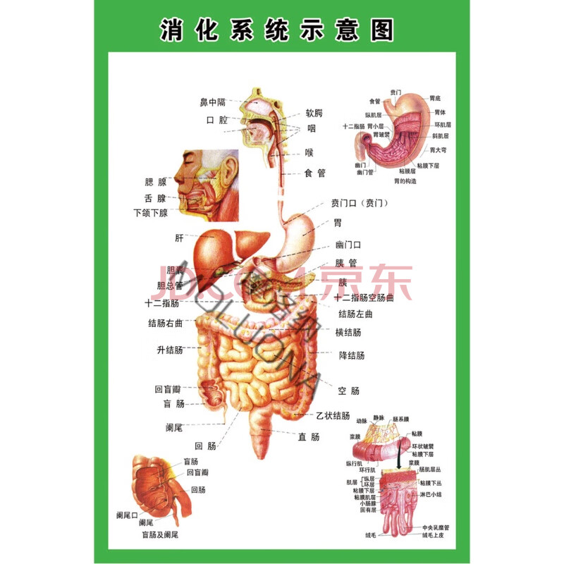 消化肠道系统结构示意图医学宣传挂图人体器官医院布置海报图片 消化
