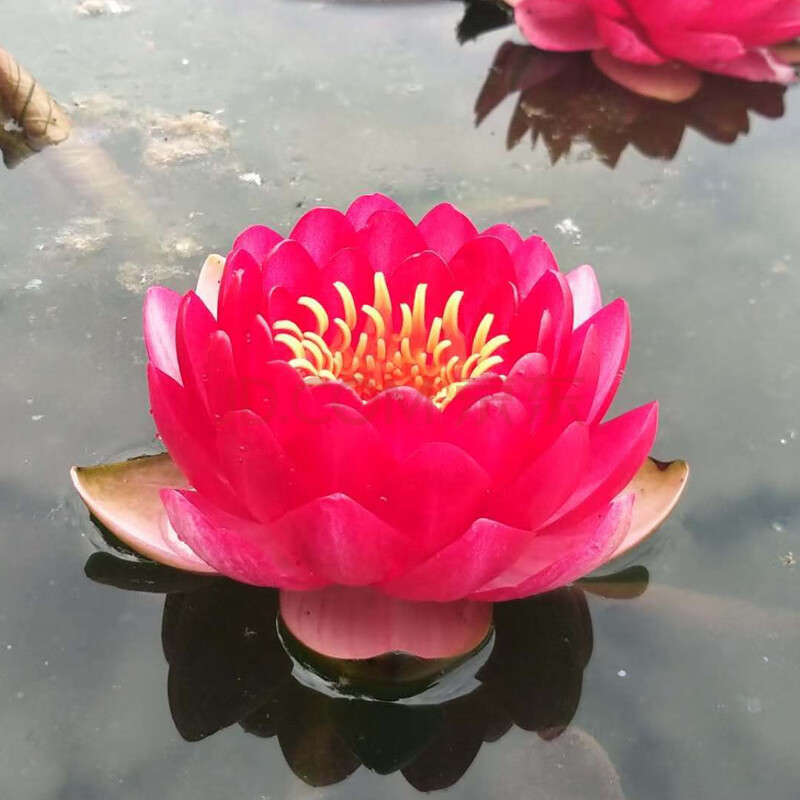 池塘水池 大睡莲睡莲根块 水培植物 水生根块 大睡莲花根茎包成活