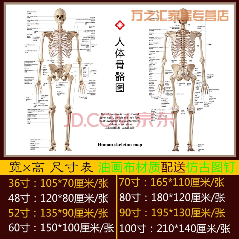 人体肌肉解剖图挂图结构分布图示意图海报宣传画骨骼图人体器官图生活