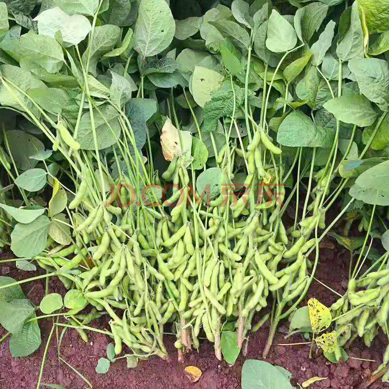 毛豆种子大荚早熟高产 鲜食大豆种籽菜毛豆四季青黄豆