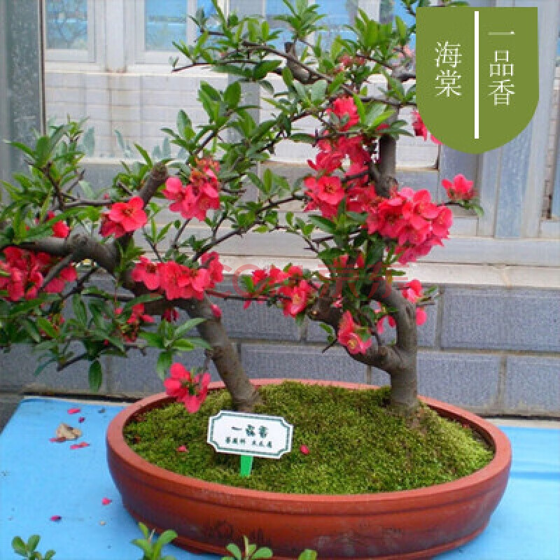 重瓣海棠花苗花卉盆栽盆景老桩室内外观花绿植物庭院阳台四季开花