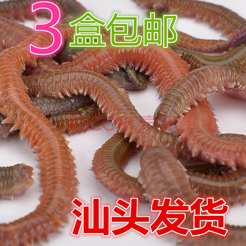 活青虫红青虫沙蚕船钓海钓活饵蚓蜈蚣鲈鱼海钓饵汕头钓鱼者 青红虫55g