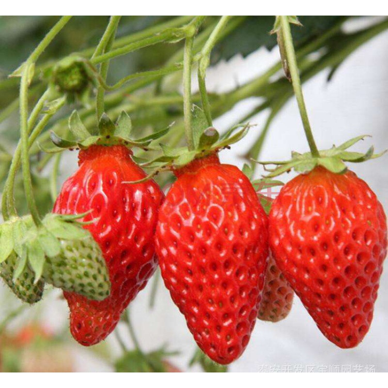 四季草莓苗 攀援草莓树爬藤草莓苗果树苗 阳台盆栽水果苗 全草莓 草莓