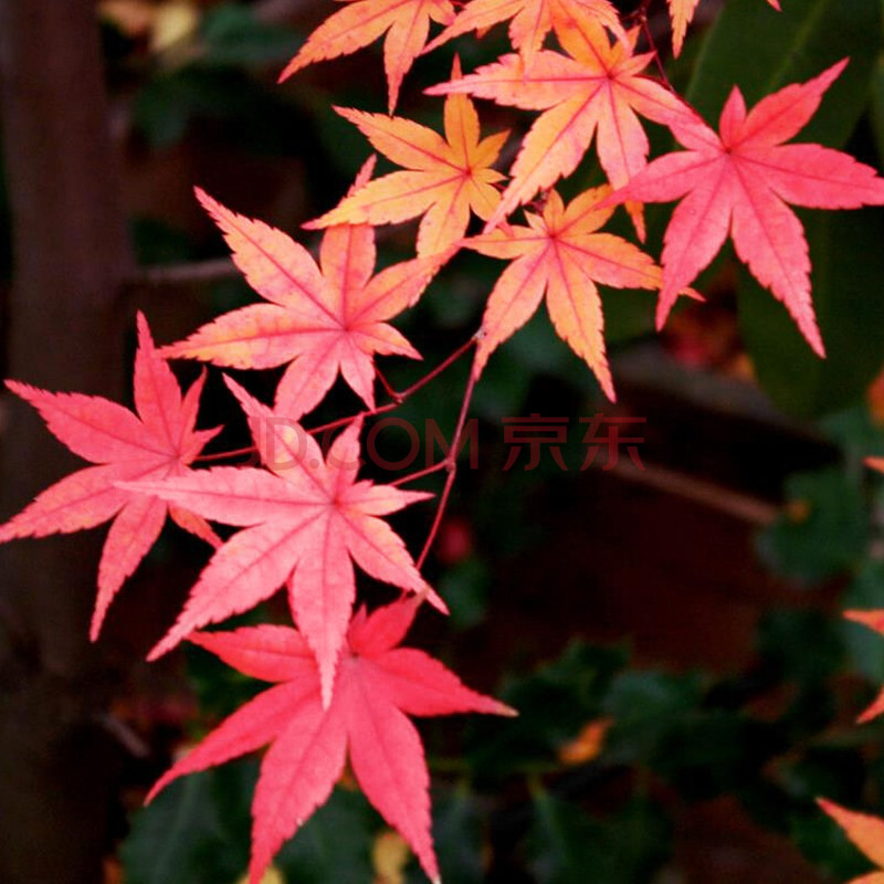 【虹越】日本红枫树苗1加仑盆栽苗 庭院露台经典变色植物 乙女樱