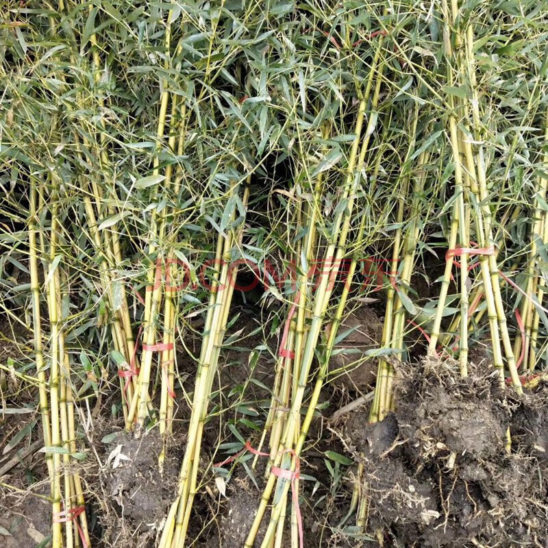 庭院植物地栽 竹子苗紫竹青竹 罗汉竹竹苗竹根竹子四季青 别墅围墙