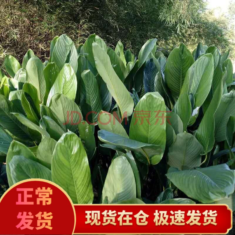 广西粽子叶大新鲜野生蒸粽肉粽冬端午现摘大粽叶 大粽叶50张图片