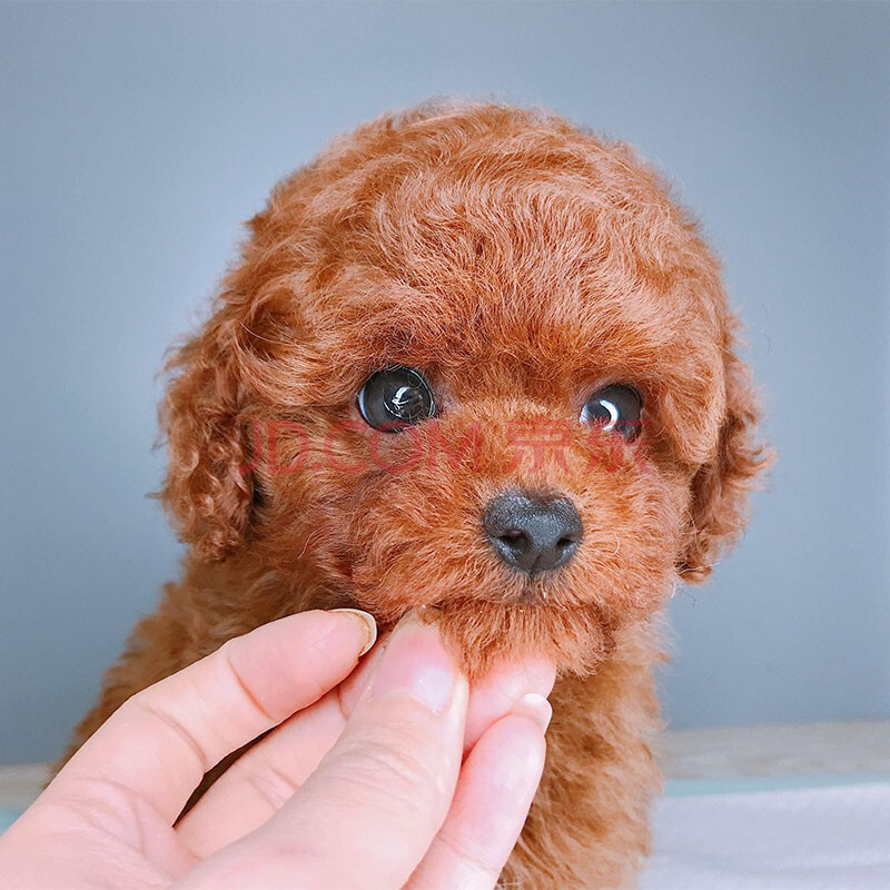 【30天保障】泰迪狗幼犬活体活犬幼贵宾犬纯种宠物狗泰迪犬灰色白色