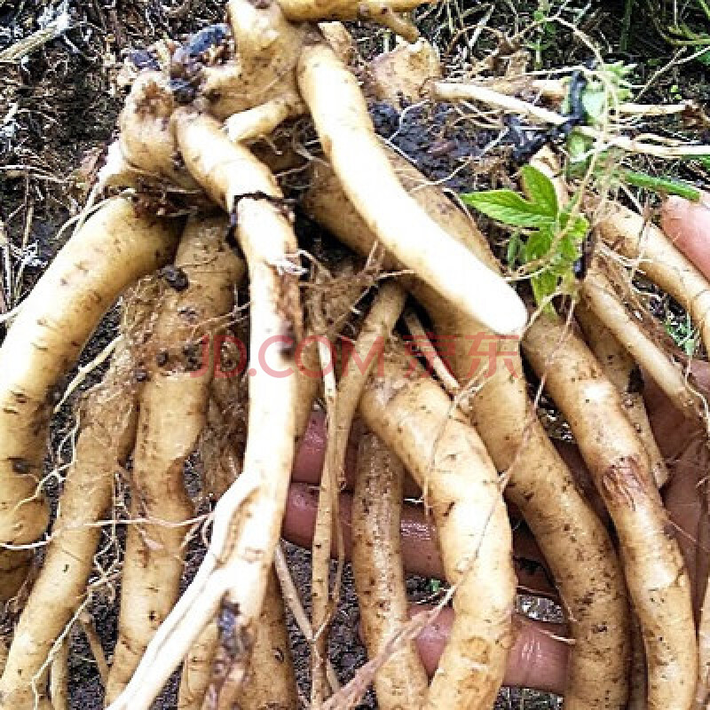 新鲜土牛膝根500g接骨草牛柳叶牛膝根