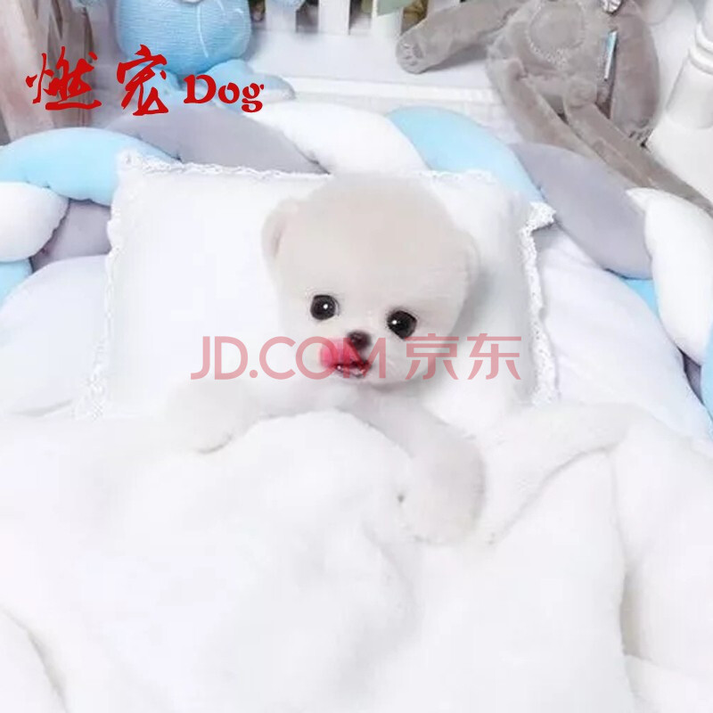 燃宠 球体博美犬哈多利长不大的俊介狗狗活体幼崽茶杯