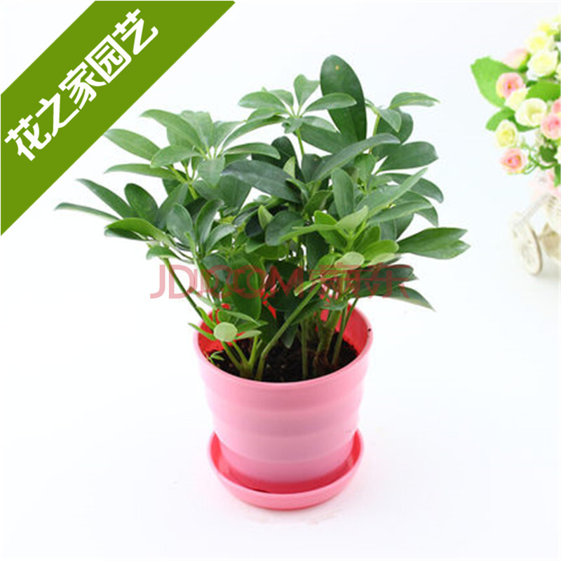 四季常青鸭掌木七叶莲八方来财 鸭脚木 盆栽植物净化空气带盆栽好图片