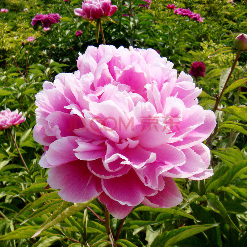 锦枫【芍药种球】芍药花种球 室内室外花卉绿植盆栽植物 当年可开花