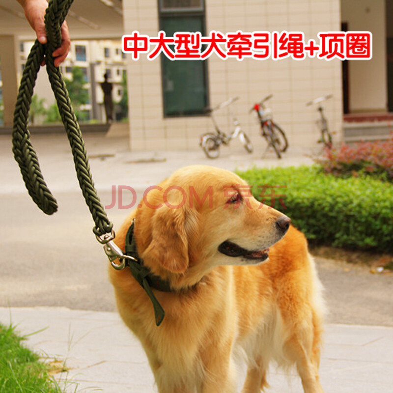 小不点狗绳狗链牵引绳大型犬 项圈牵引绳套装 边牧金毛用品中大型犬