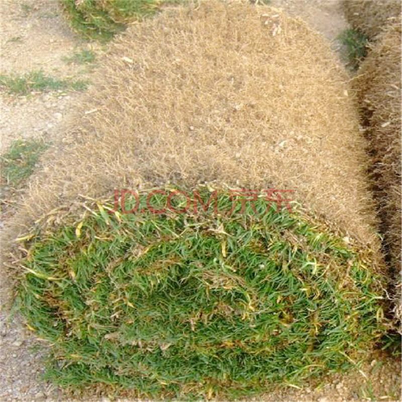 马尼拉植物|马尼拉动植物公园图片