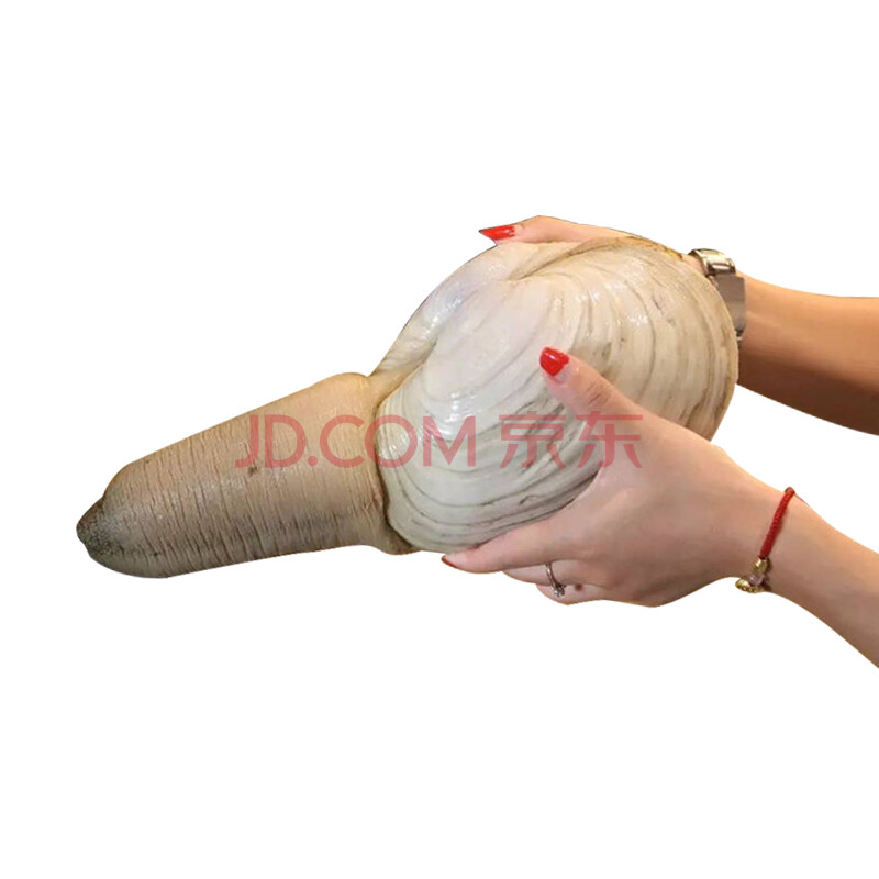 ¡¾»îÏÊ¡¿öàʳ ¼ÓÄôóÏó°Î°ö ½ø¿ÚÏóÑÀ°ö ÏÊ»îÏó±Ç°ö ÏÊ»îÏó°Î°ö 1500-1750g/Ö»
