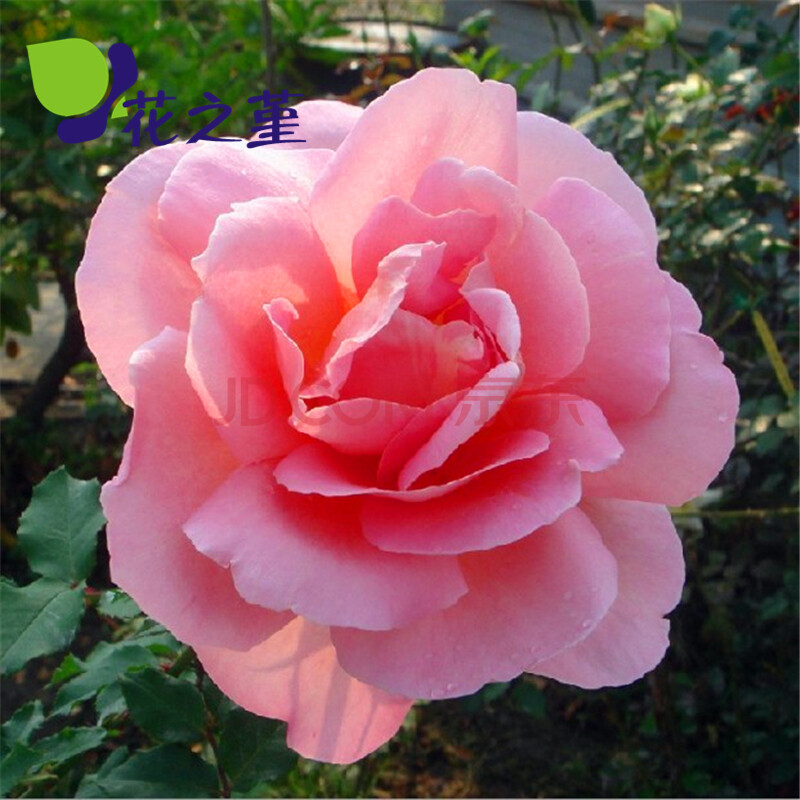 花之堇 庭院植物 三年苗 大花香水月季 月季花 玫瑰花