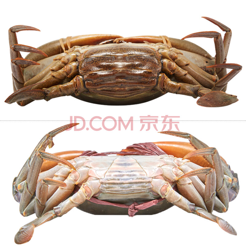 ÀÏËÄÑù »î¶³Çàз£¨Èâз¸àз£© 500-600g 1¹«1ĸ2Ö» ´ü×° º£ó¦Ð·
