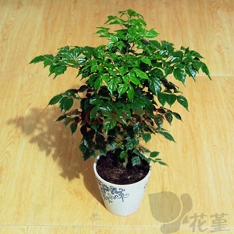 幸福树 平安树 室内客厅大型植物盆景 观叶盆栽花卉苗