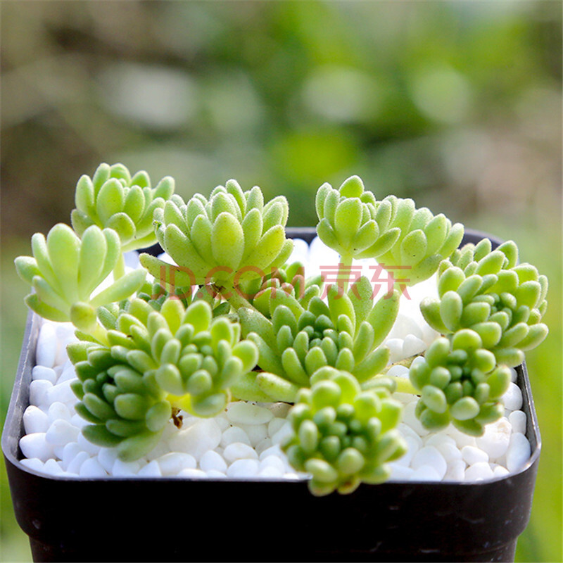 多肉 多肉植物室内微景观园艺鲜花绿植多肉居家盆栽植物花卉绿植 春尚