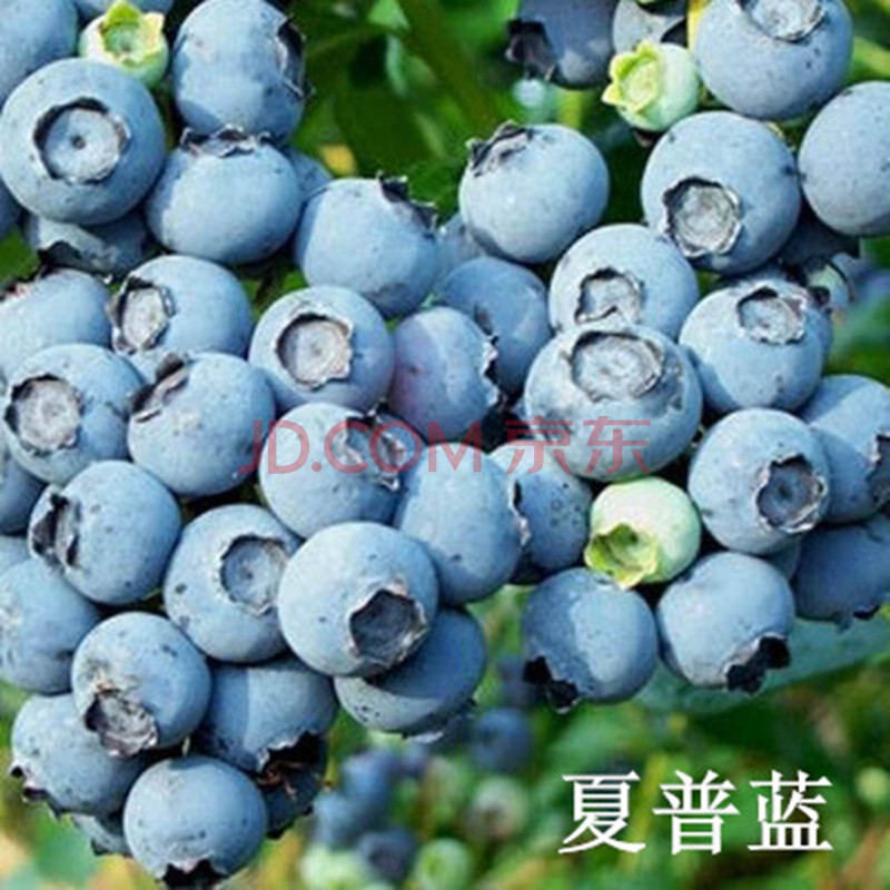 花络阁 果树盆栽正宗蓝莓苗 蓝莓果树苗 蓝梅苗树盆栽