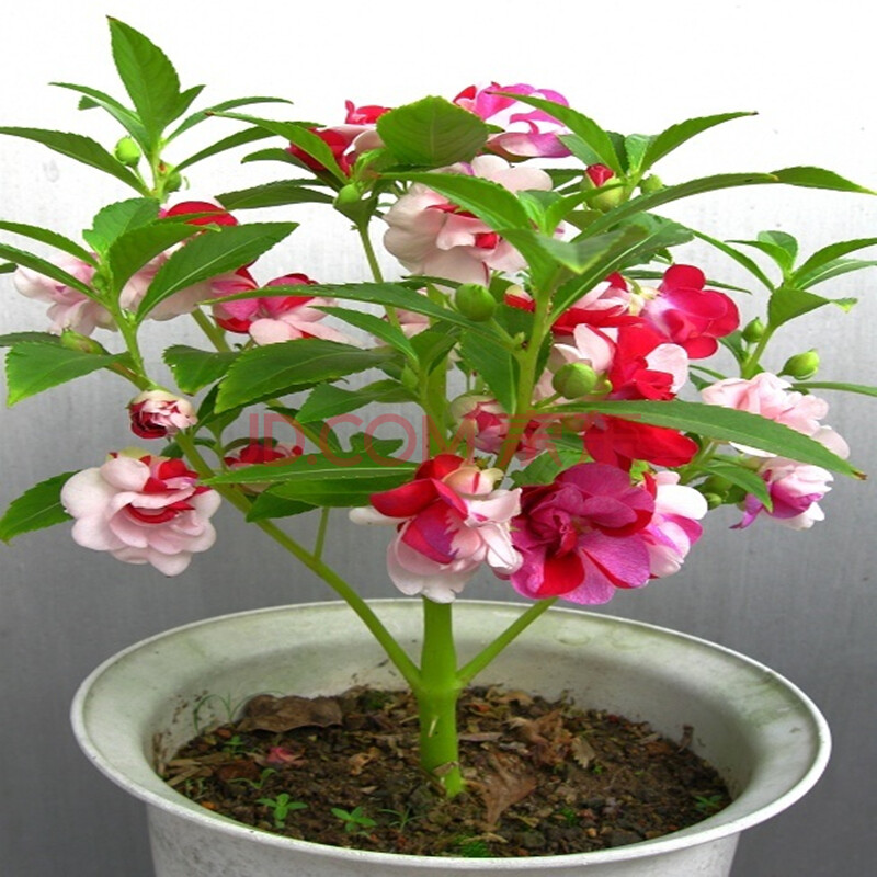 花友秀 凤仙花种子指甲花种子花卉种子草花观花种子 景观绿化 草花