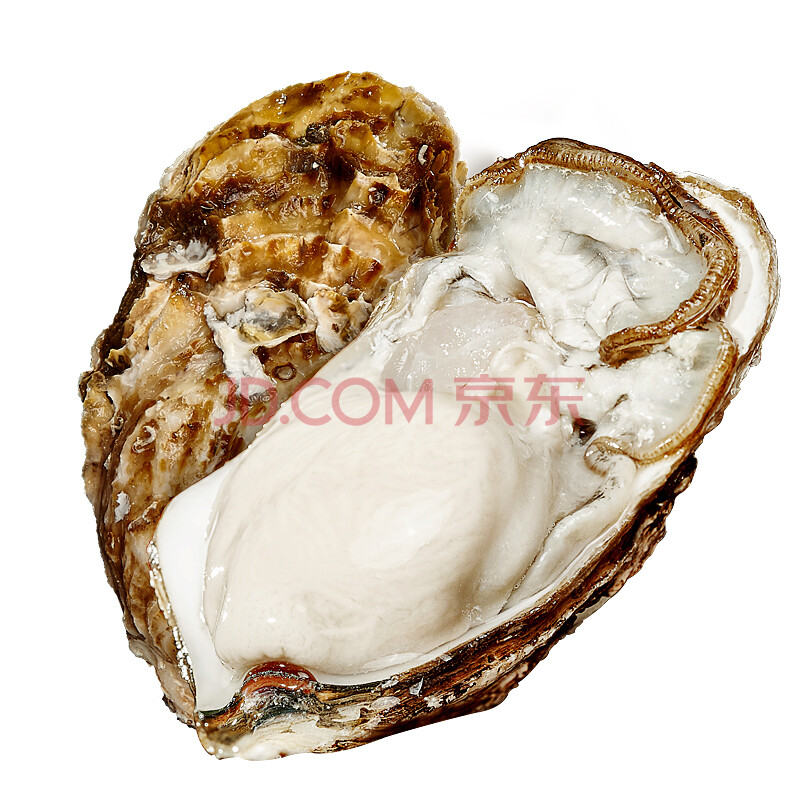 ¡¾ÏÖ»õ¡¿½ðÅô ÏÊ»îÈéɽÉúòº º£òÃ×Ó Äµòà 1.5kg ¾¼Ã×°XXL(120(º¬)-150g(²»º¬))