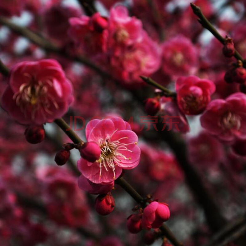 红梅素心腊梅花树苗庭院盆栽盆景腊梅绿梅苗造型盆景梅花苗美人梅素心