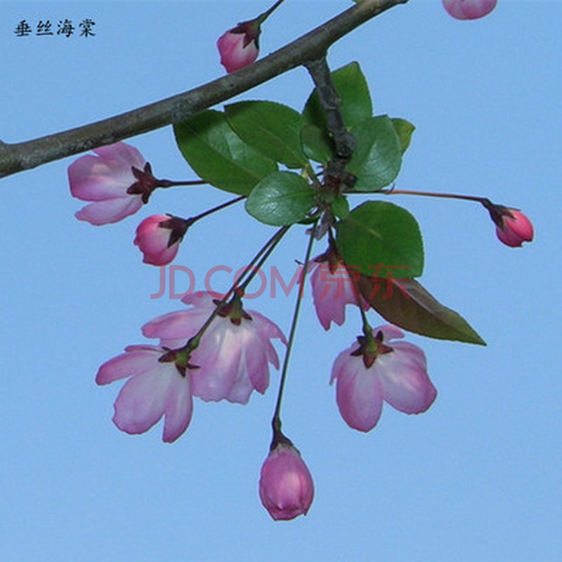春天来了 庭院垂丝海棠树苗果树 盆栽 西府木瓜北美海棠花苗树桩盆景