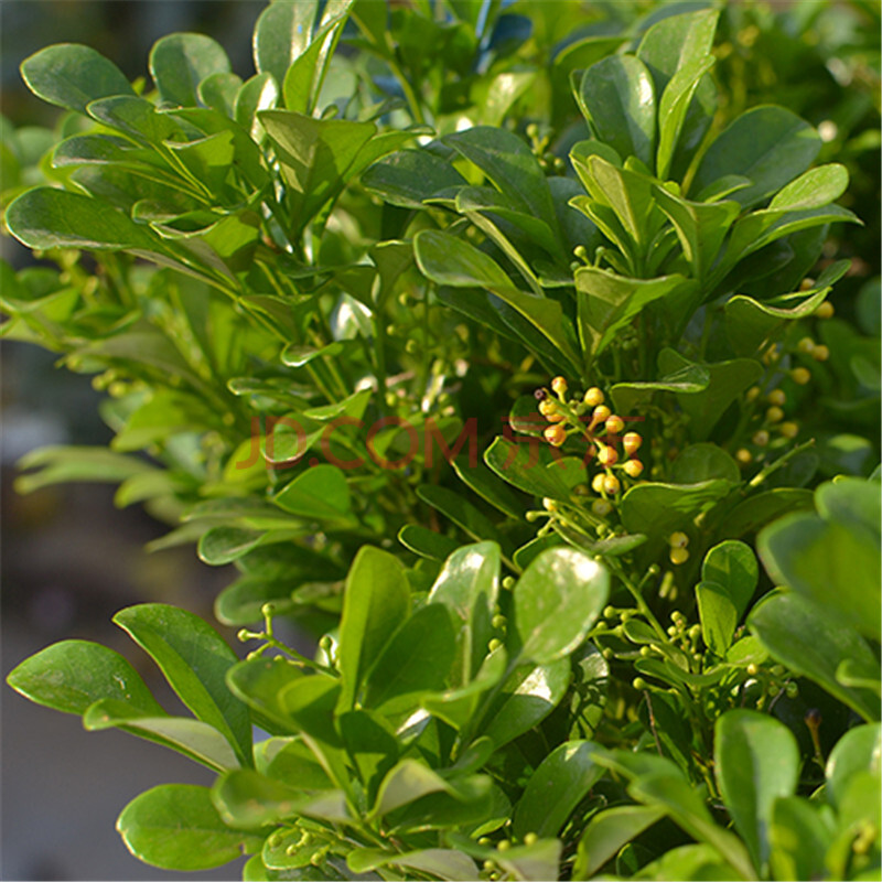 逍遥 驱蚊虫植物米兰 米兰苗 鱼子兰米兰盆栽 室内芳香花卉米兰 五年