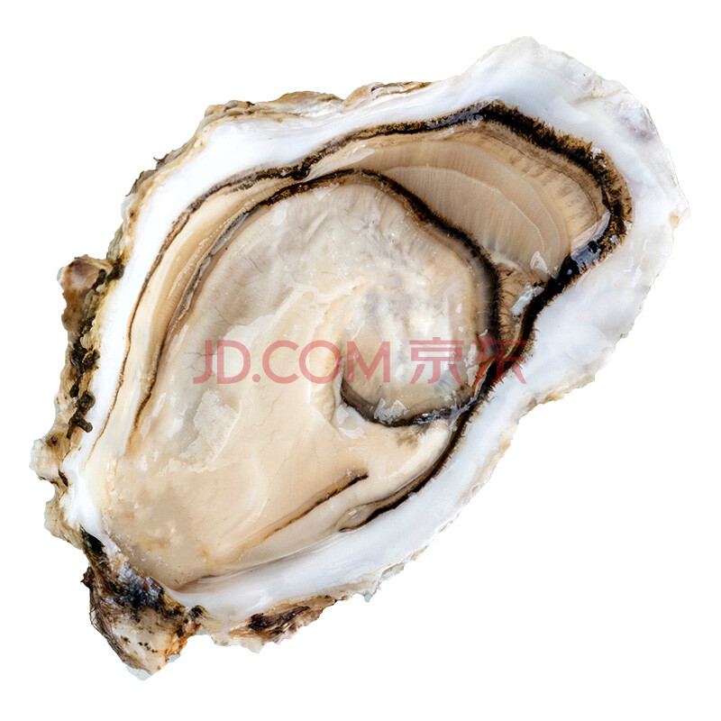 â¯×ÓµºÉúòº´óÁ¬ÏÊ»îĵòÃ18-24Ö»×°Ô¼5½ï¶Åòú£ÏÊÐÂÏÊÉúòºÈ⺣òÃ×Ó
