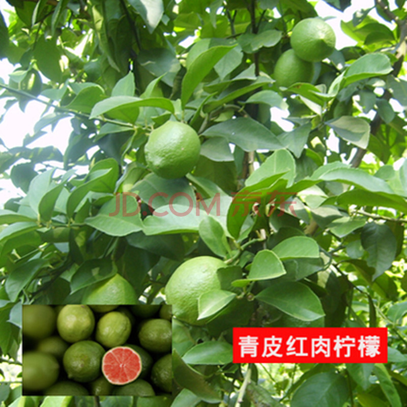盆栽庭院 台湾香水柠檬苗柠檬树苗四季结果包成活 青皮红心 3年苗
