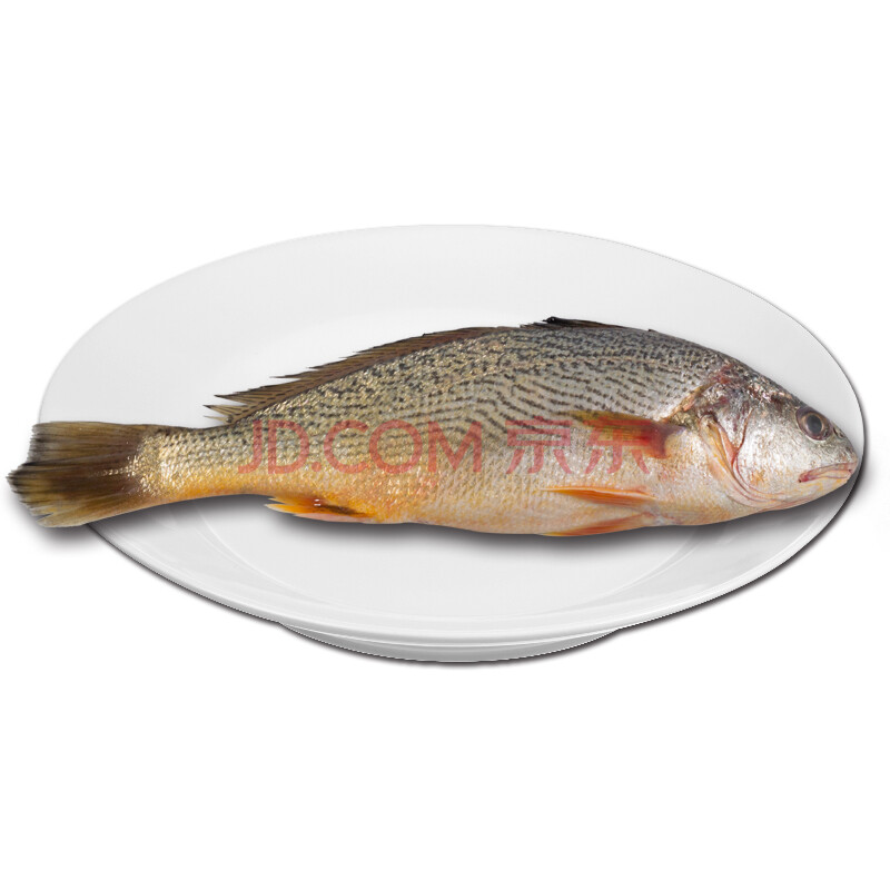 ÓÀµÂ¼ª ¸£½¨¶«É½µº Ò°Éúº£ÏʻƹÃÓã ÉúÏÊË®²úÆ· ´º×ÓÓã 200-250g×óÓÒ/Ìõ