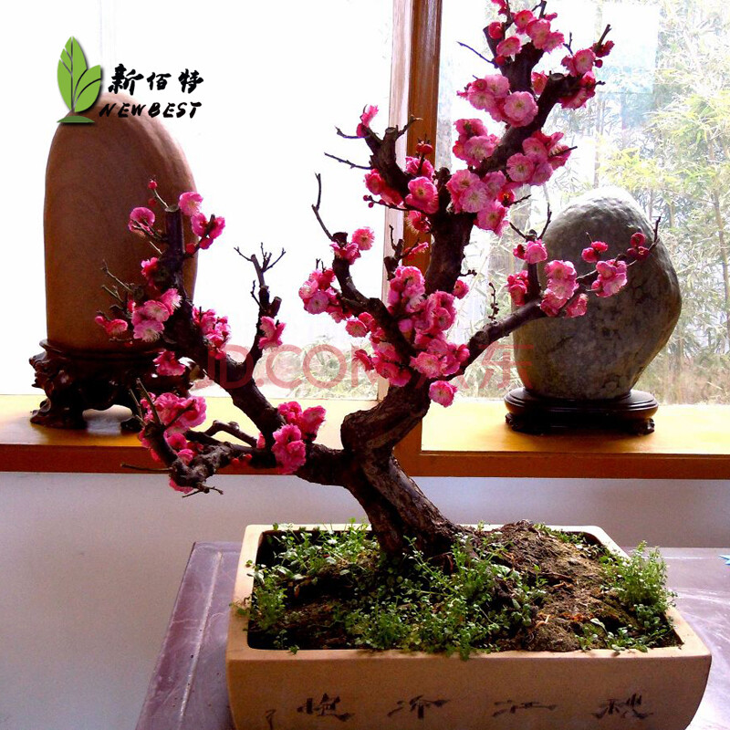 盆景 梅花盆景盆栽植物 造型独特 红梅 朱砂梅 梅花树桩 20年生老桩
