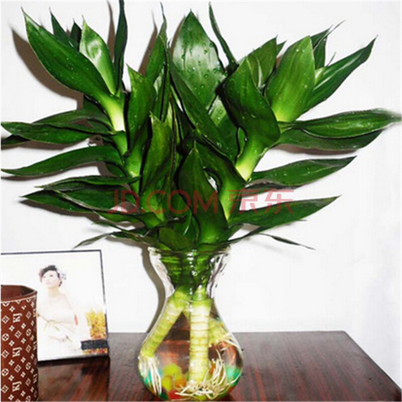 壹植绿植 热卖水培竹子 观音竹 水养水培花卉 有水就成活 盆栽绿植