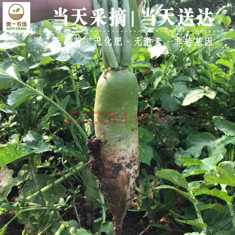 奥一农场 沙窝萝卜青萝卜绿萝卜新鲜蔬菜爽口脆皮甜萝卜400g 仅限北京购买