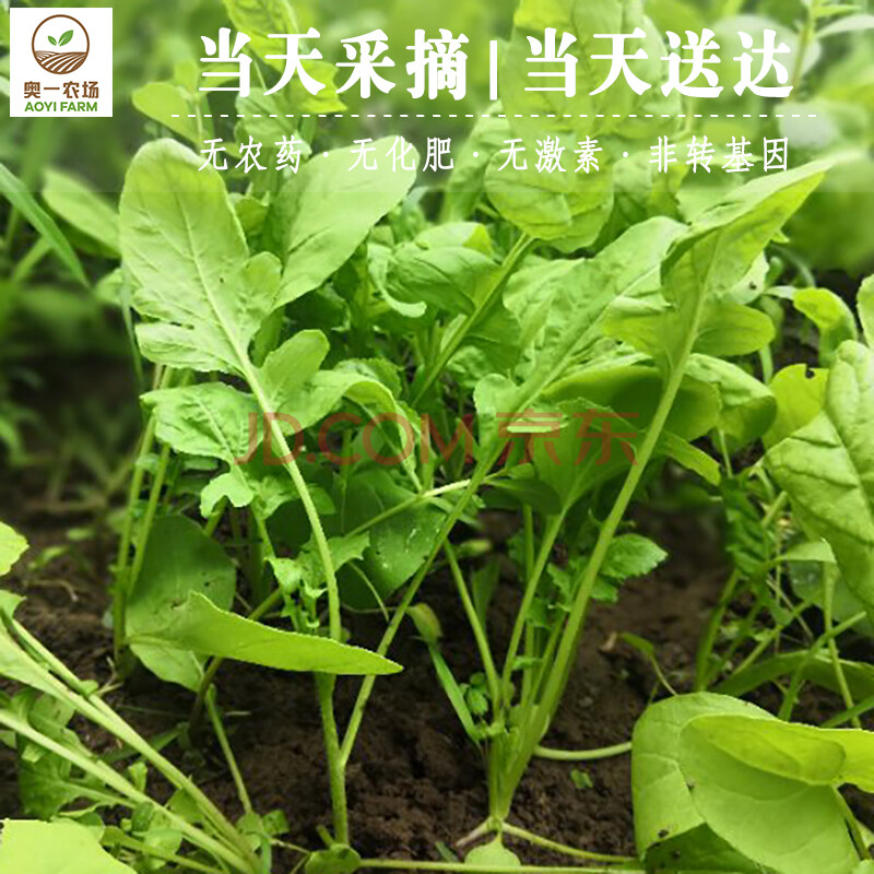 奥一农场 芝麻菜新鲜蔬菜火箭菜东北臭菜芸苔飘儿菜火锅菜沙拉菜300g 仅限北京地区购买 可实地采摘