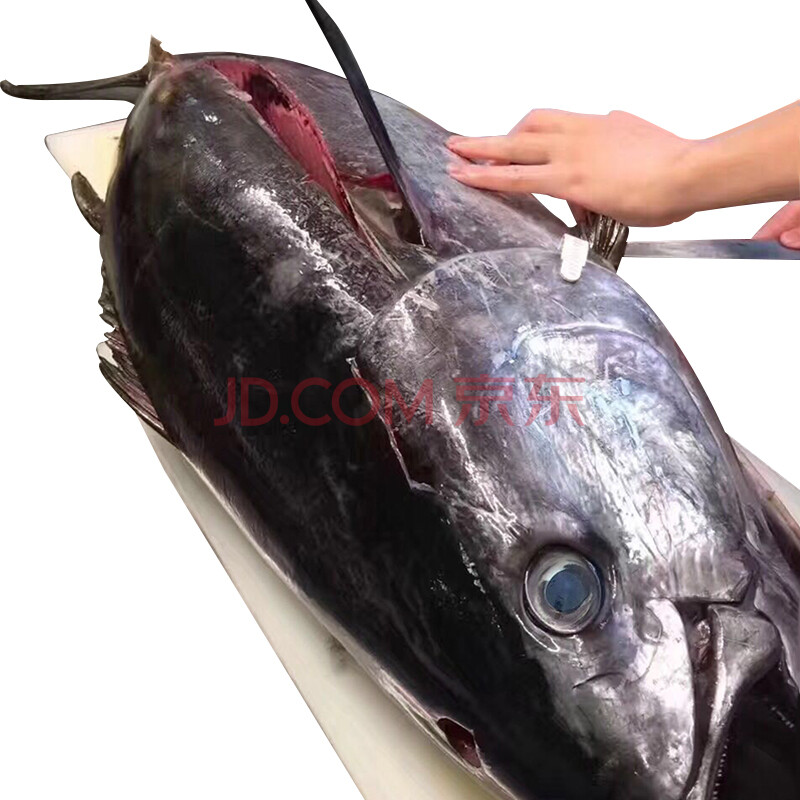 °ÄÖÞ½ðǹÓã ĪÀòÕûÌõÉÓ㸹´ÌÉíÉúÓãÆ¬±ùÏÊ´óÖ¬ÊÙ˾ʳ²Ä 30kg