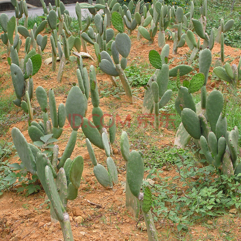 墨西哥米邦塔食用仙人掌 食用仙人掌 种植做菜观赏仙人掌 带根15厘米