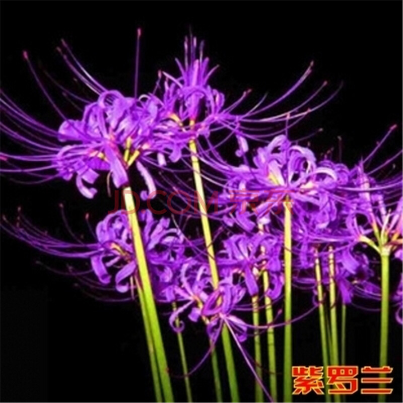 彼岸种球-红花石蒜花-曼珠沙华曼陀罗 紫罗兰