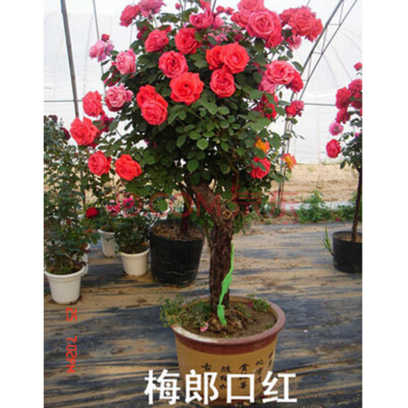 盆栽植物【树状月季花苗】树形桩玫瑰苗大月季树 当年开花 梅朗口红