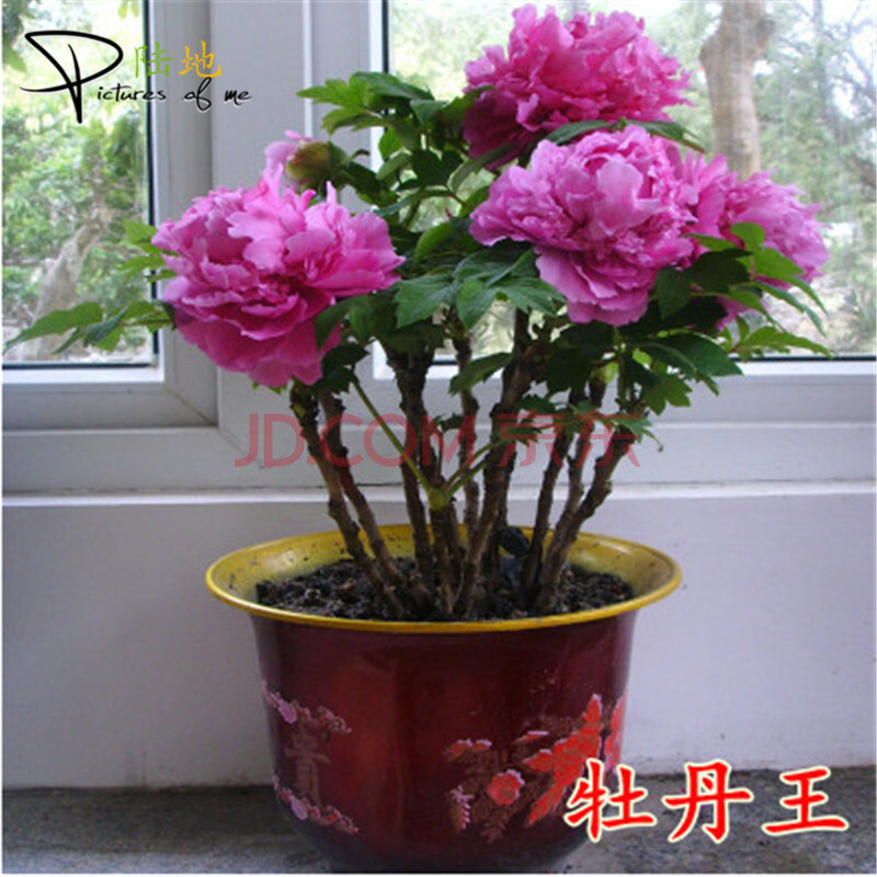陆地 牡丹 洛阳大花牡丹 开花植物 芳香花卉 适合阳台