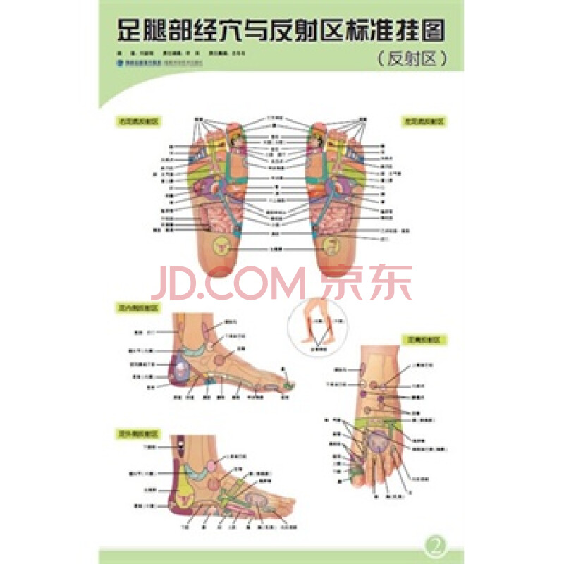 足腿部经穴与反射区标准挂图