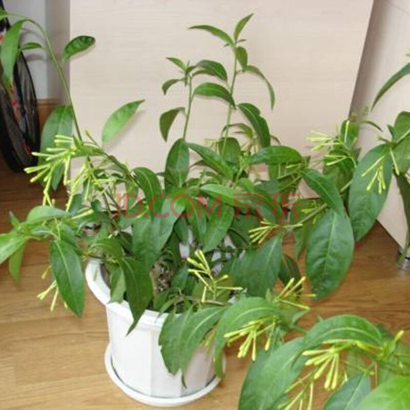 春草碧 驱蚊植物驱蚊花卉办公室内花草桌面盆栽绿植物