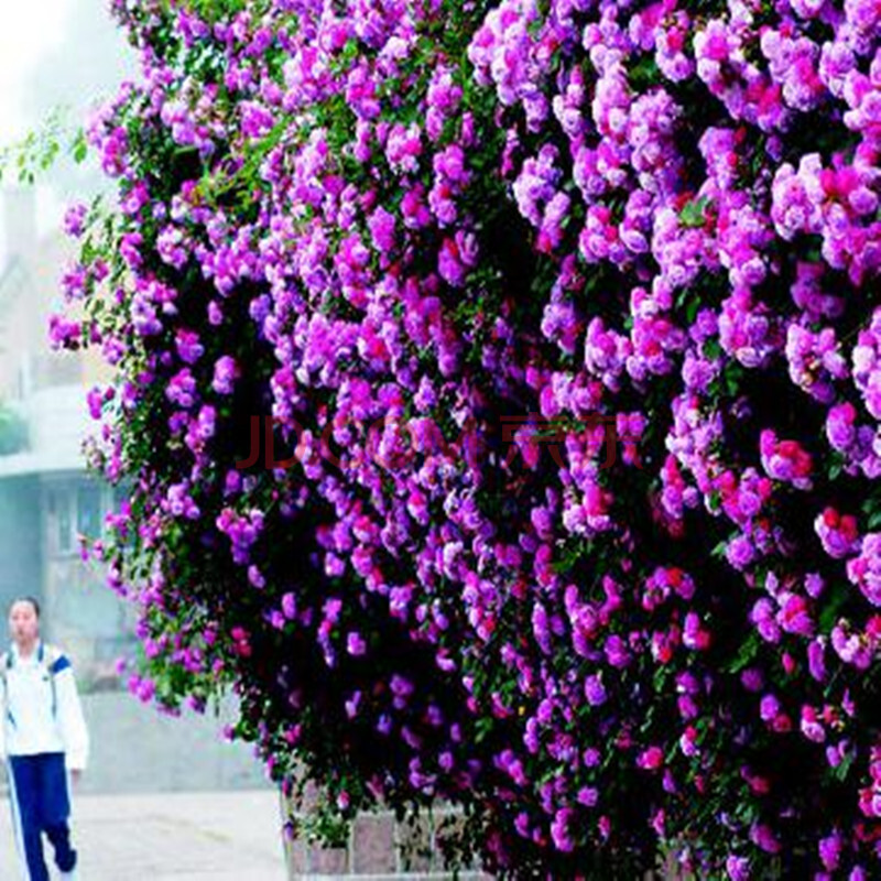 这10种爬藤花,一开就是300天,种1次就上瘾!